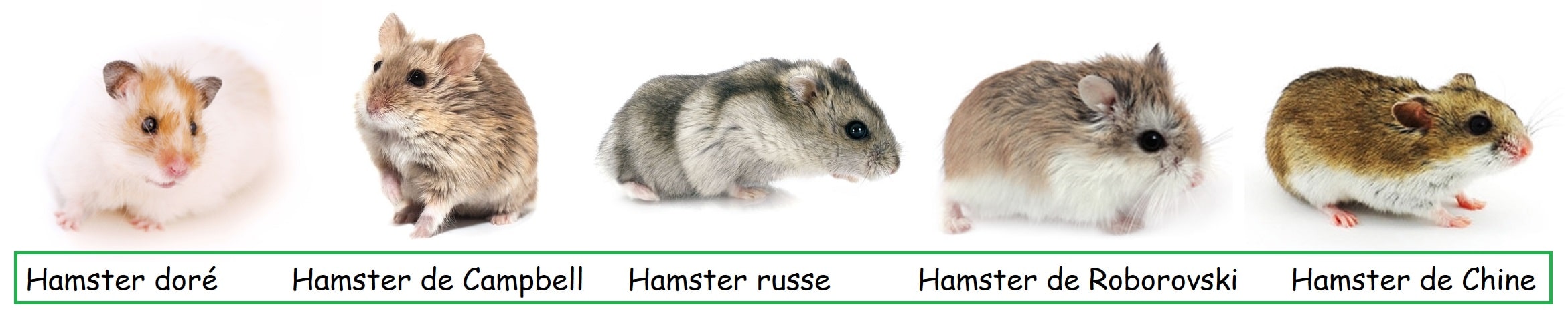 Origine Du Hamster Famille Des Cricetides Hamster Syrien De Campbell