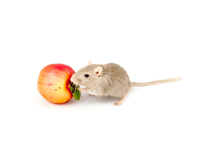 Deli nature souris/gerbille/hamster nains - JMT Alimentation Animale